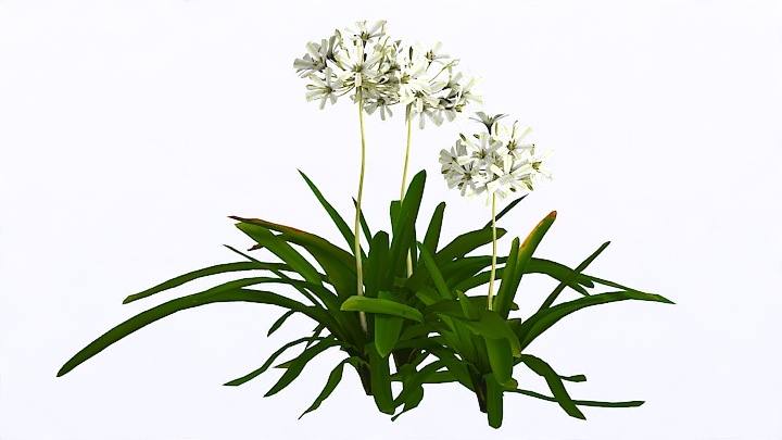 渲染模型_植物955