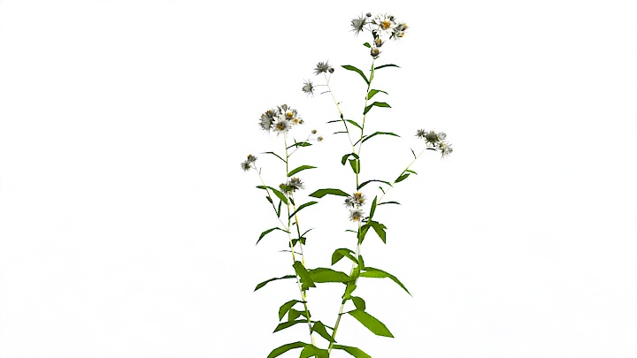 渲染模型_植物960