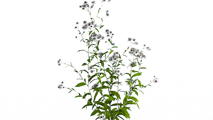 渲染模型_植物963