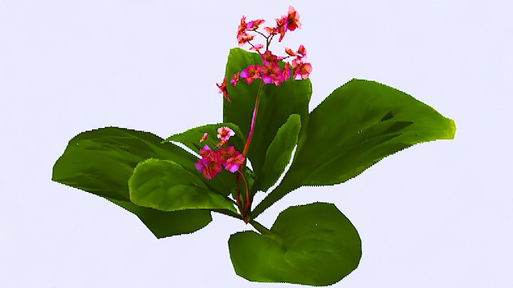 渲染模型_植物974