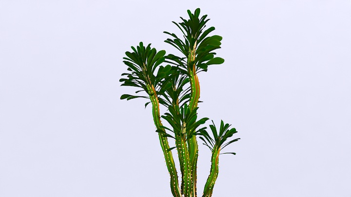 渲染模型_植物988