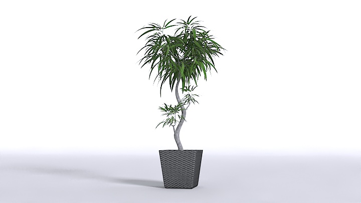 渲染模型_植物装饰011