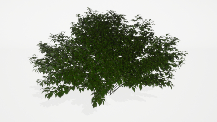 渲染模型_植被082