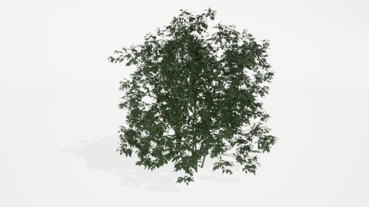 渲染模型_植被083