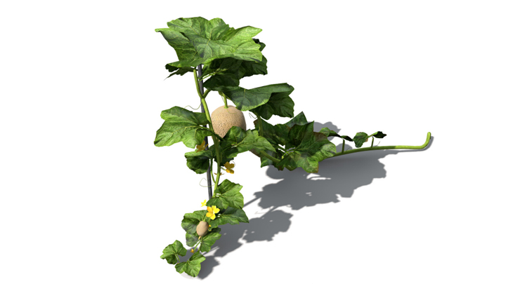 渲染模型_水果哈密瓜009