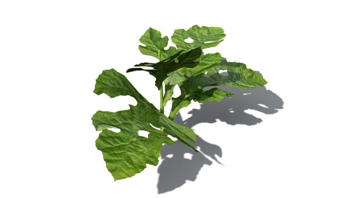 渲染模型_水果西瓜001