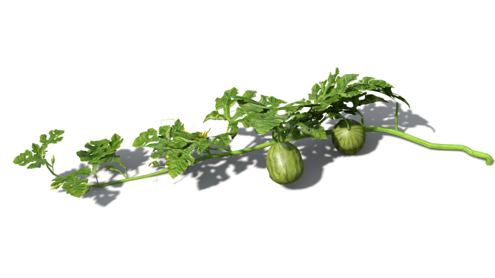 渲染模型_水果西瓜003