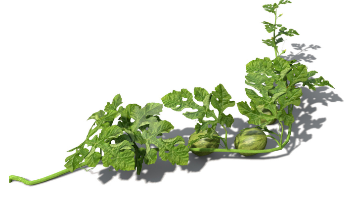 渲染模型_水果西瓜005