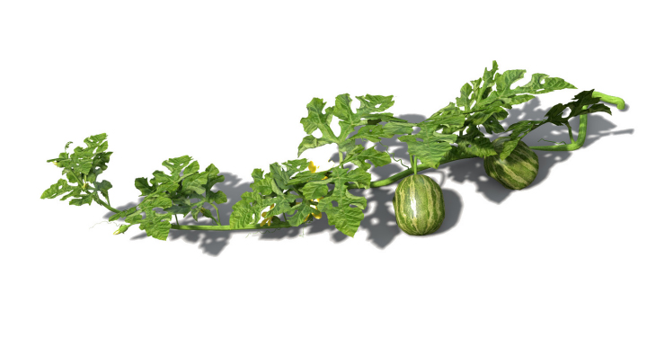 渲染模型_水果西瓜008