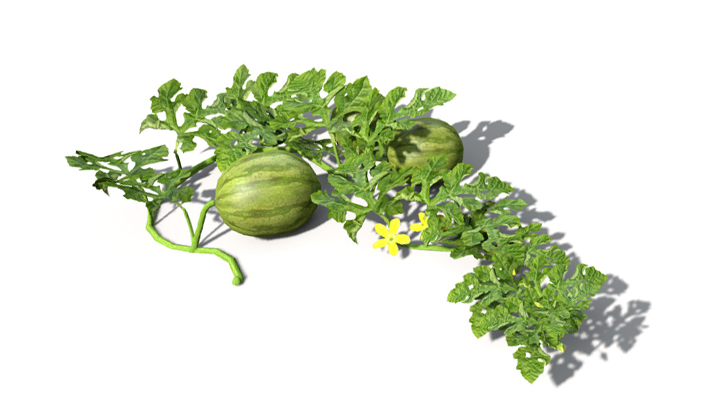 渲染模型_水果西瓜009