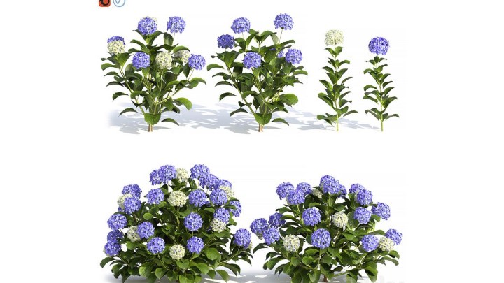 渲染模型_灌木135