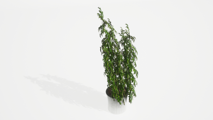 渲染模型_盆栽绿植197