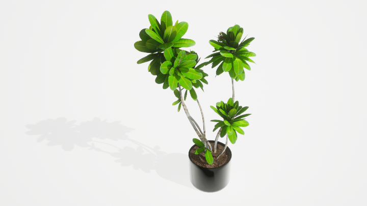 渲染模型_盆栽绿植199