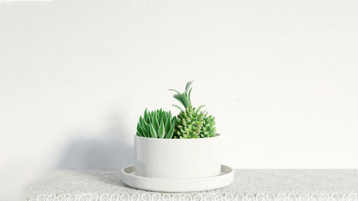 渲染模型_盆栽装饰014