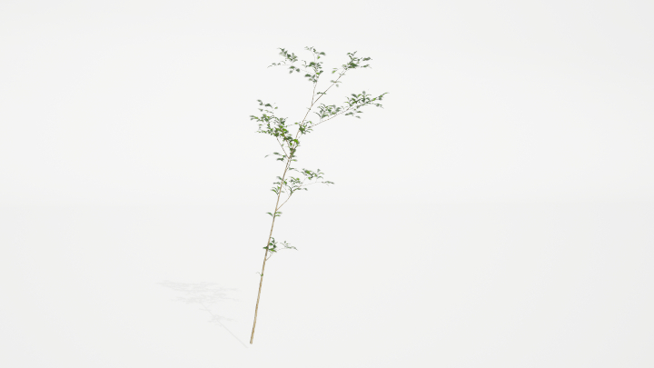 渲染模型_绿植085