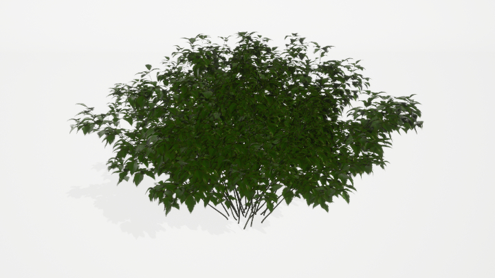 渲染模型_绿植101