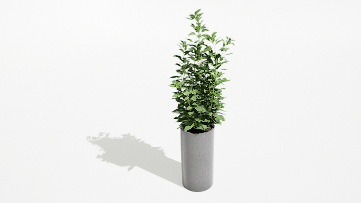 渲染模型_绿植盆栽409