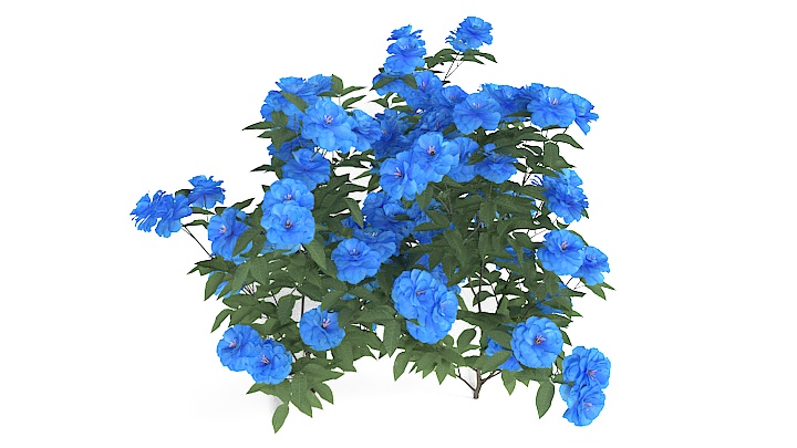 渲染模型_花卉004