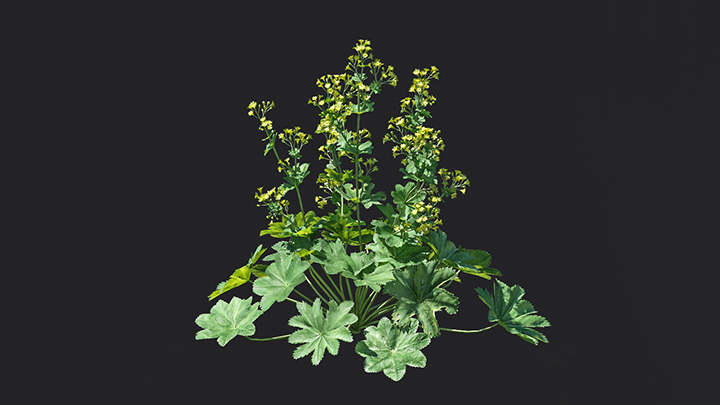 渲染模型_花卉006