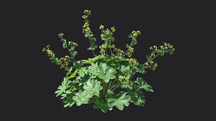 渲染模型_花卉008