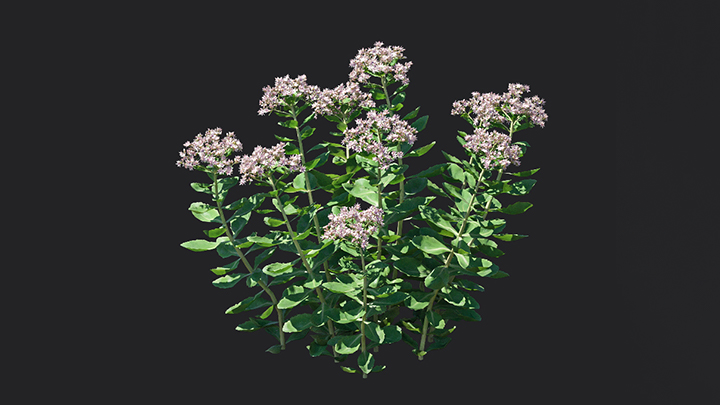 渲染模型_花卉012