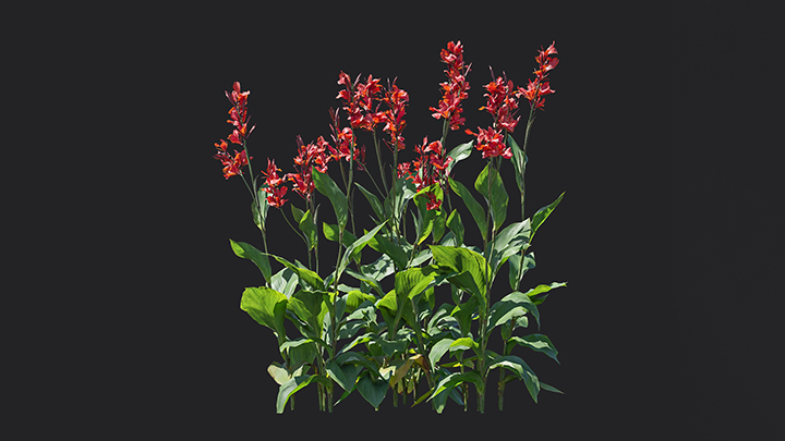 渲染模型_花卉014