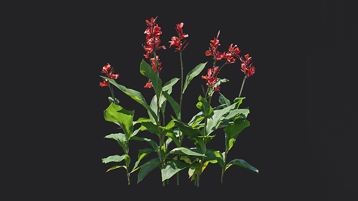 渲染模型_花卉015