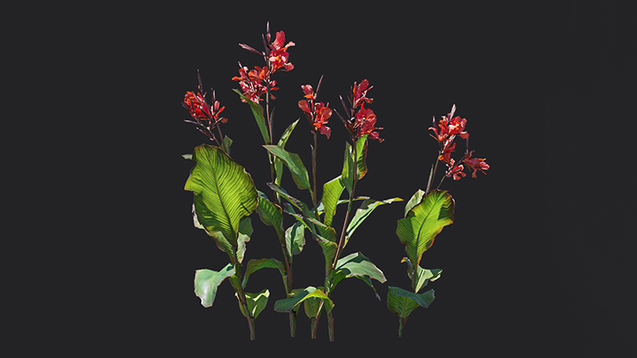 渲染模型_花卉019