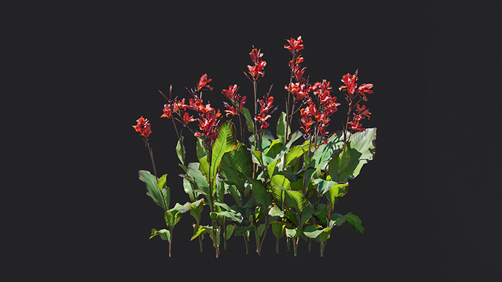 渲染模型_花卉020