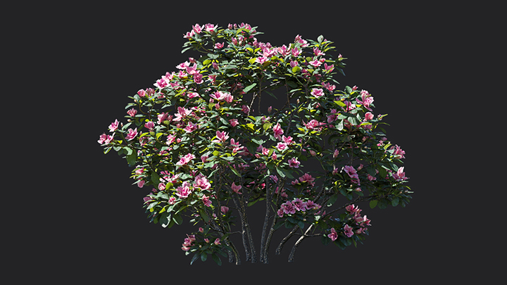 渲染模型_花卉027