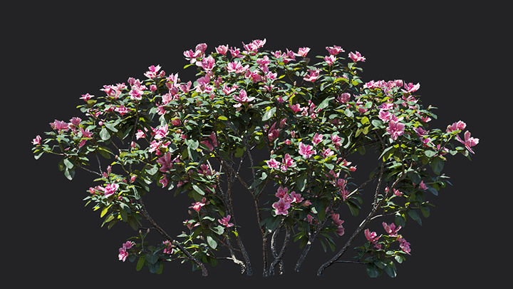 渲染模型_花卉029