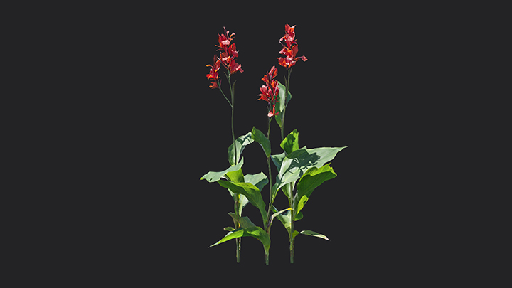 渲染模型_花卉036