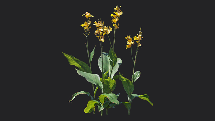 渲染模型_花卉039