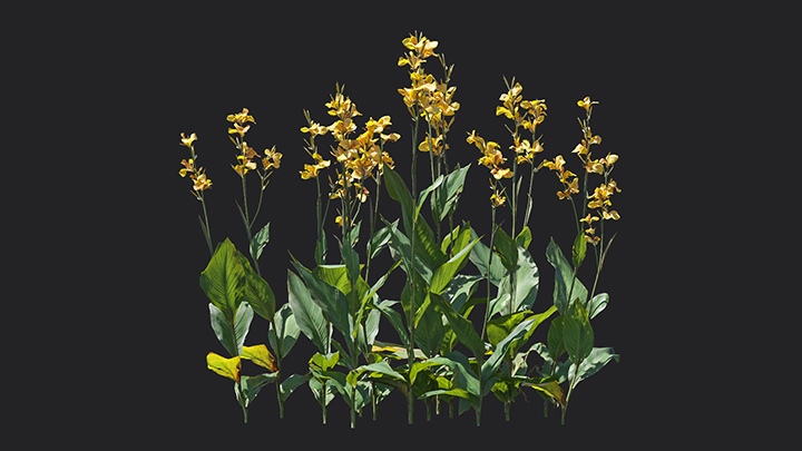 渲染模型_花卉040