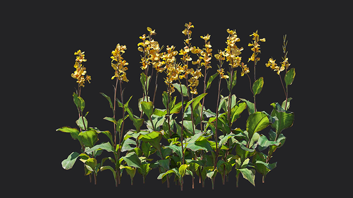 渲染模型_花卉047