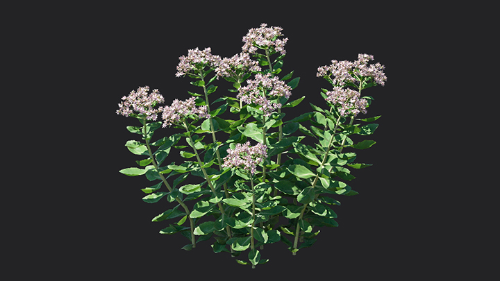 渲染模型_花卉048