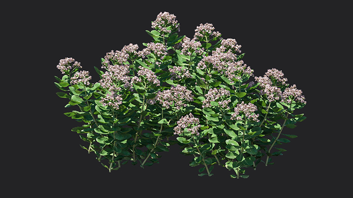 渲染模型_花卉050