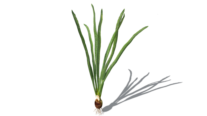 渲染模型_蔬菜018