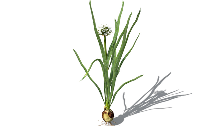 渲染模型_蔬菜022