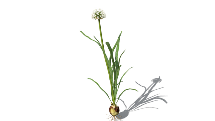 渲染模型_蔬菜024