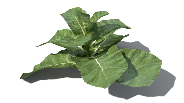 渲染模型_蔬菜053