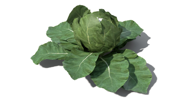 渲染模型_蔬菜057