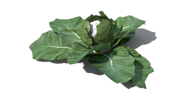 渲染模型_蔬菜058