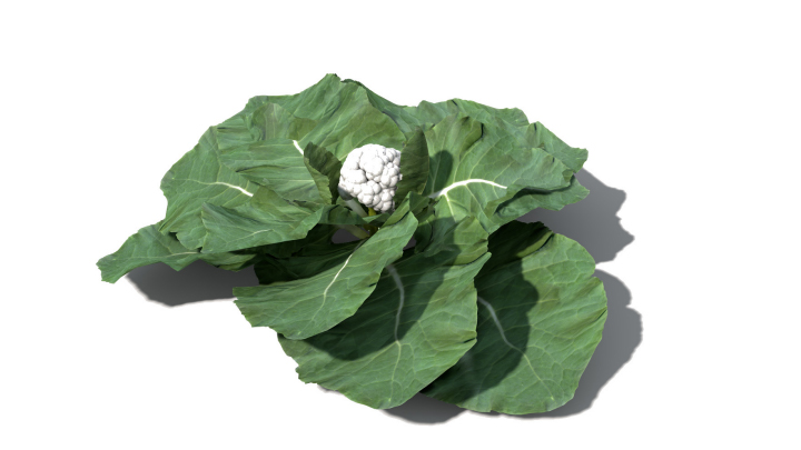 渲染模型_蔬菜060