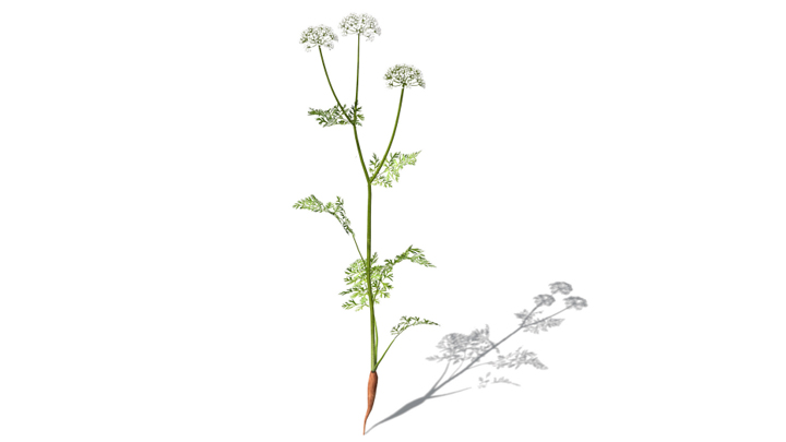 渲染模型_蔬菜067