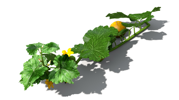 渲染模型_蔬菜南瓜003