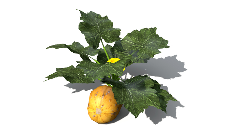 渲染模型_蔬菜南瓜008