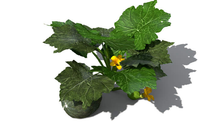 渲染模型_蔬菜南瓜009