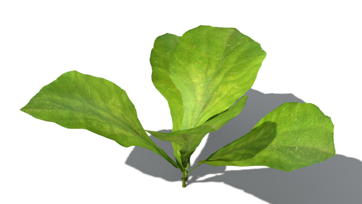 渲染模型_蔬菜生菜002