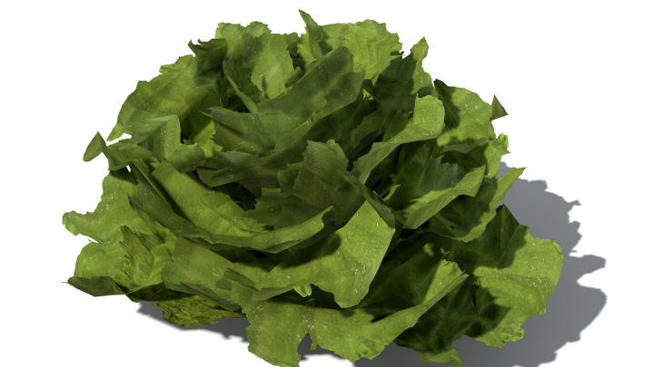 渲染模型_蔬菜生菜005